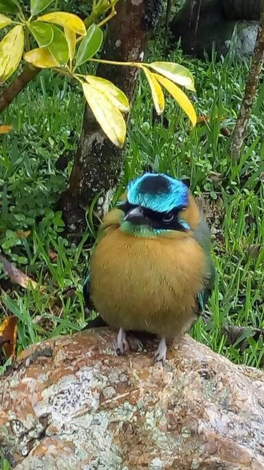 Casa Euphonia Monteverde Kültér fotó
