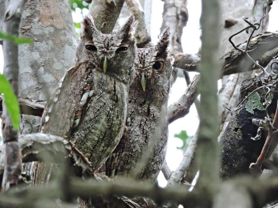 Casa Euphonia Monteverde Kültér fotó