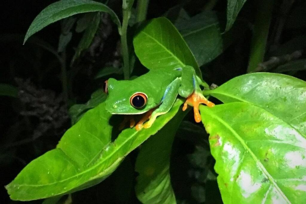 Casa Euphonia Monteverde Kültér fotó