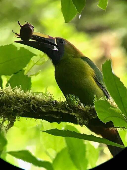 Casa Euphonia Monteverde Kültér fotó