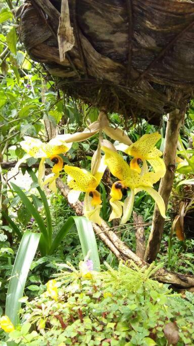 Casa Euphonia Monteverde Kültér fotó