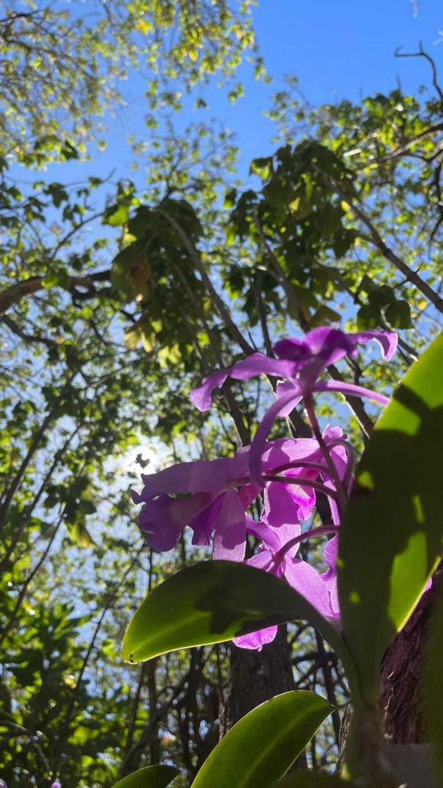Casa Euphonia Monteverde Kültér fotó