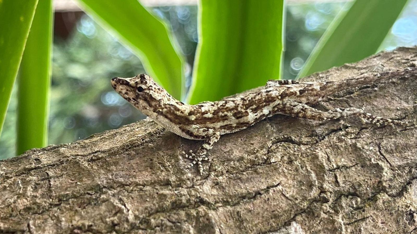 Casa Euphonia Monteverde Kültér fotó